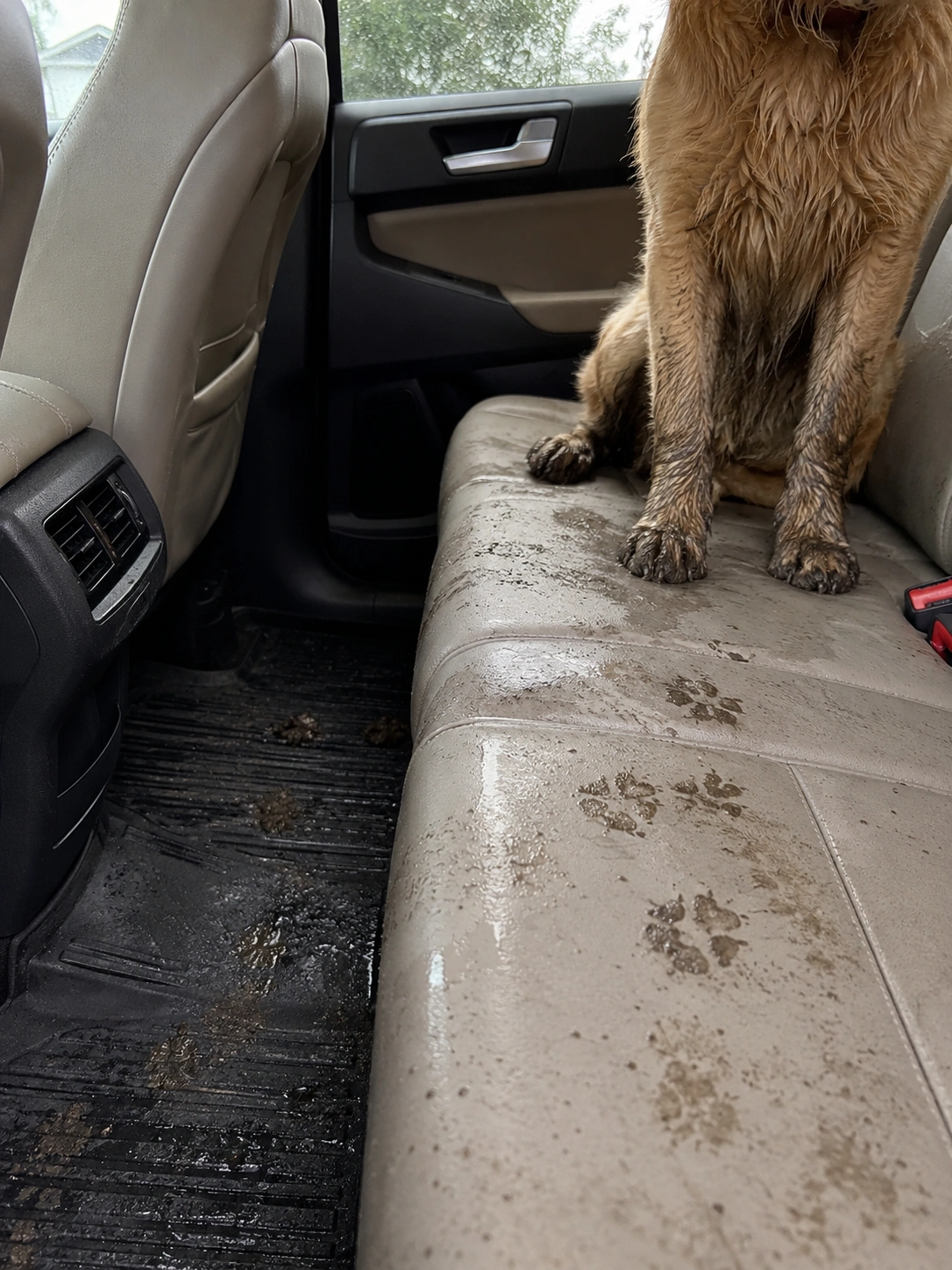 Muddy dog paws in a car